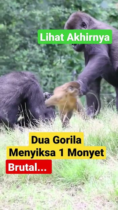 WEW, DUA GORILA MENYIKSA SEEKOR MONYET DIHUTAN, LIHAT AKHIRNYA MARAH SERANG BALIK ⁉️ #viral #animals