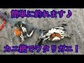 簡単に釣れます♪カニ網でワタリガニ!