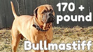 170+ Pound BULLMASTIFF by Bullmastiff ND 1,250 views 2 months ago 2 minutes, 17 seconds