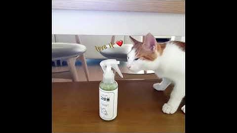 How to use Gororong Premium Catnip Spray effectively!!