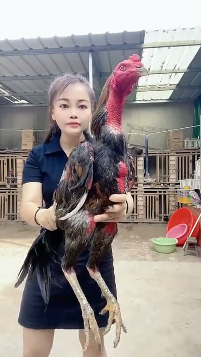 ayam pukul mati#subscribe