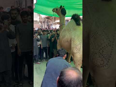 Camel qurbani 😭 #camel #camelziba #camelqurbani #qurbani #youtubeshorts #shortsfeed #shorts