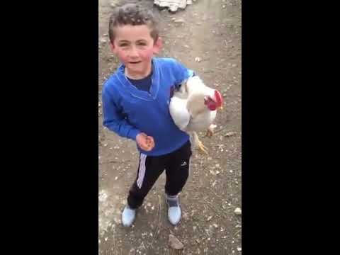 Çocuğun elini ısıran tavuk
