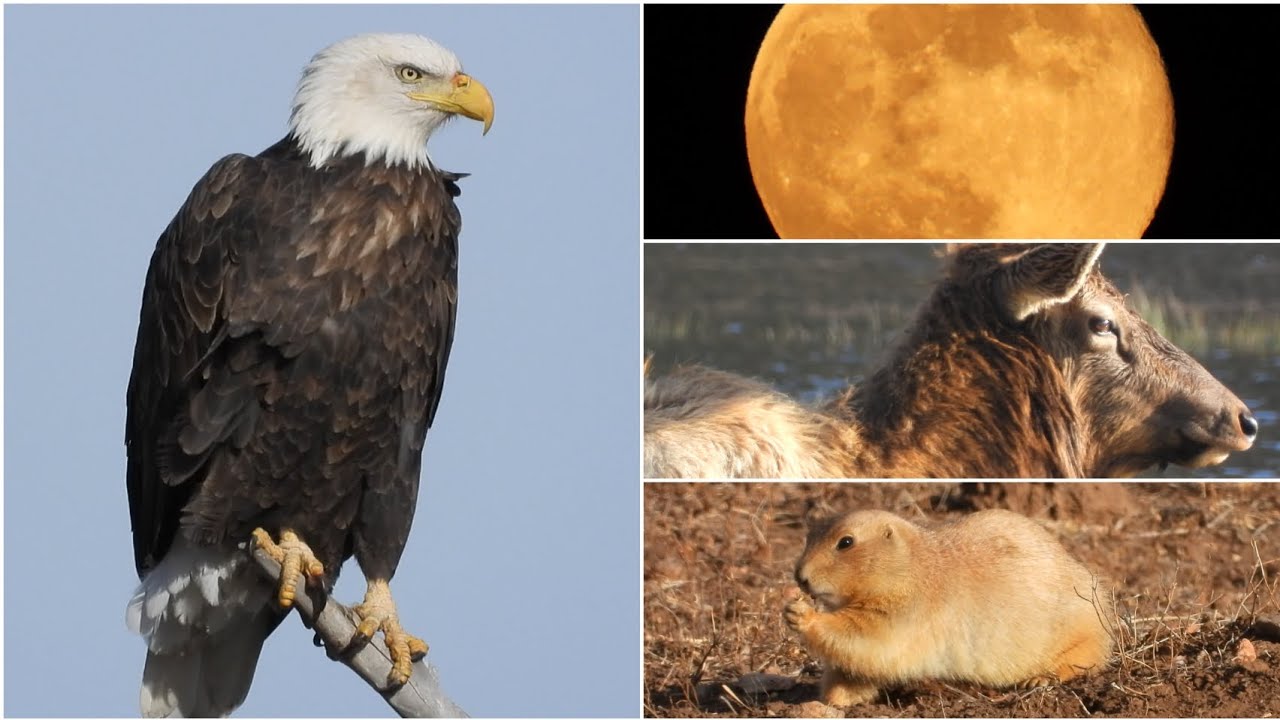 Nikon COOLPIX P1100 Super Zoom - Road Trip Randomness 