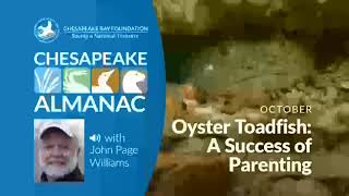 Oyster Toadfish: A Success at Parenting Oyster Toadfish Species Spotlight