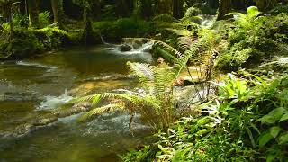 BEAUTIFUL RHYTHM FLOWING STREAM BIRD SONG~ ANXIETY| HEALING| CALM MIND| SLEEP #asmr #watersounds
