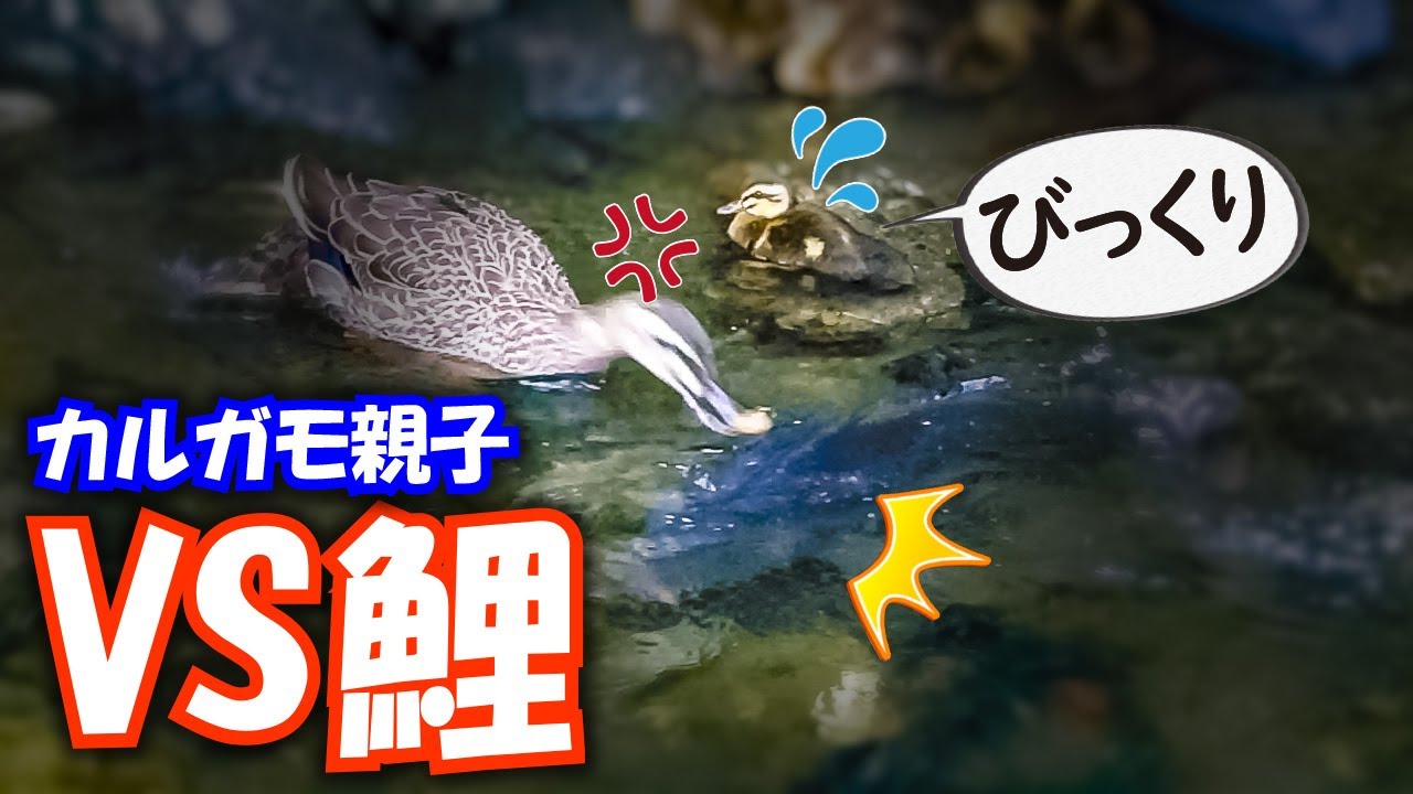 0523C①【カルガモ親子VSコイ】驚く雛鳥。頼りない父。鴨が鯉の産卵に