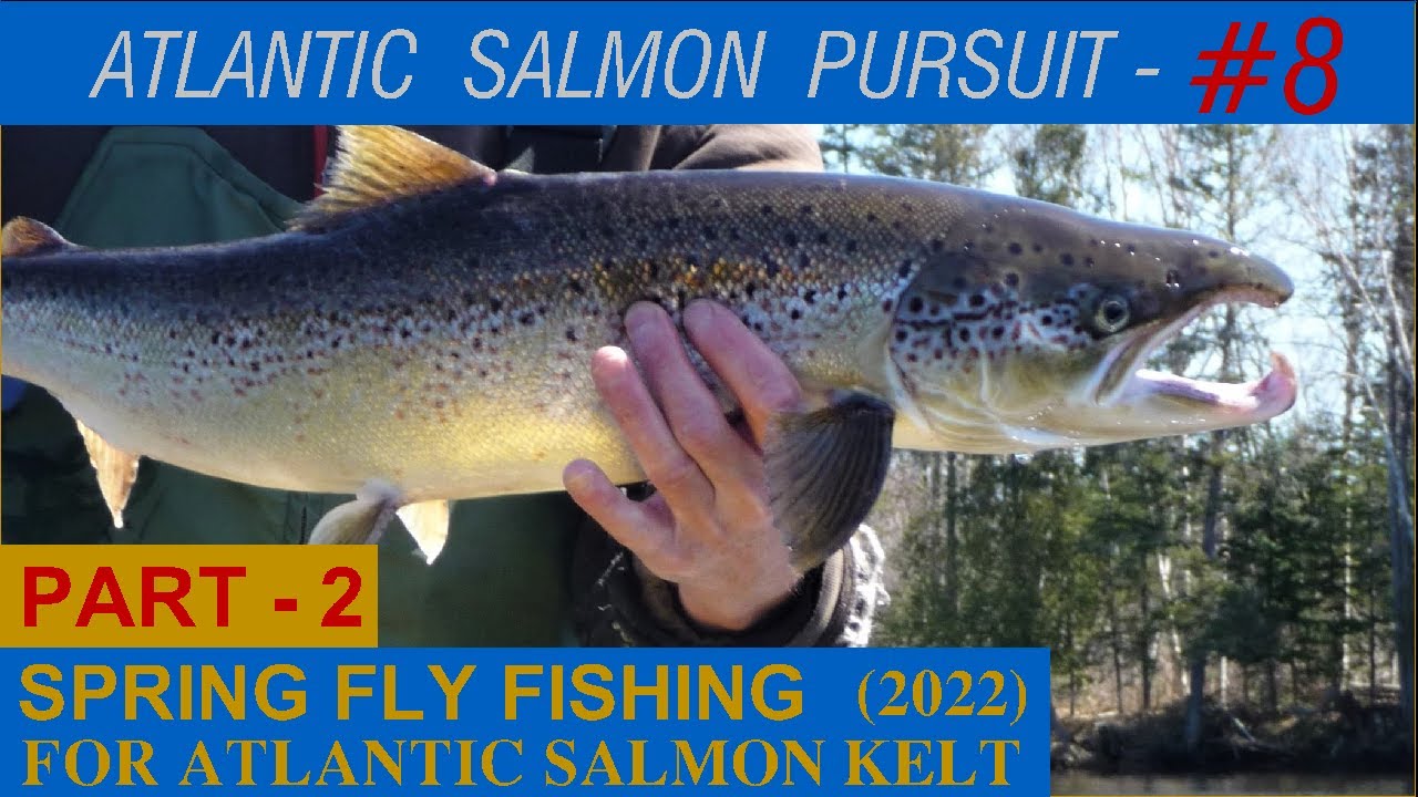 PART 2 SPRING FLY FISHING FOR ATLANTIC SALMON KELT 2022 