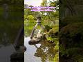 The iconic Kotojitoro Lantern at Kenrokuen Garden.🇯🇵🏮kenrokuen #garden #shorts