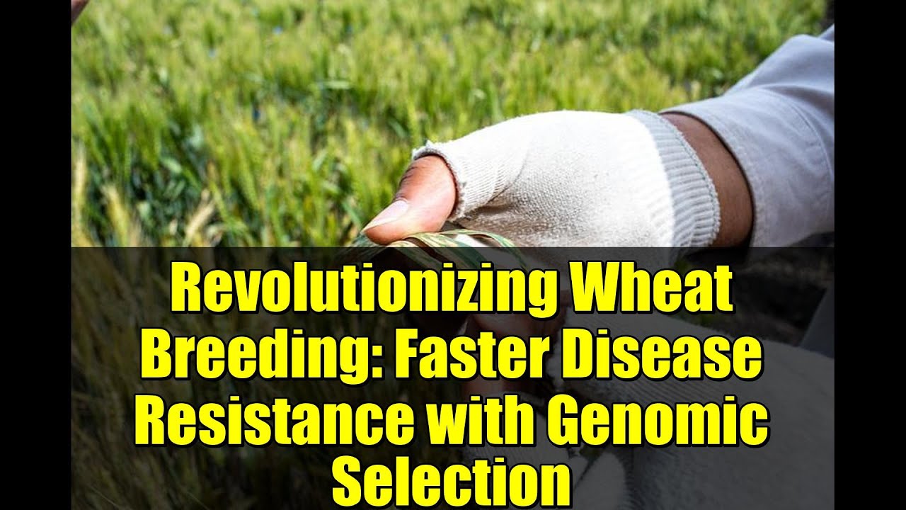 Revolutionizing Wheat Breeding: Faster Disease Resistance with Genomic Selection