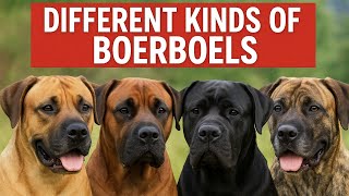 Different Kinds Of Boerboels South African Mastiff Types Explained