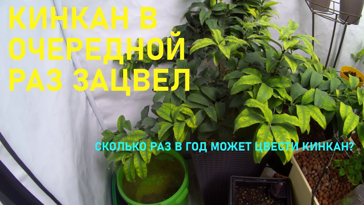 КИНКАН в очередной раз зацвел