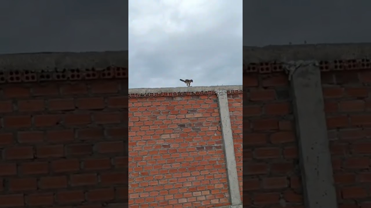 training crested goshawk 