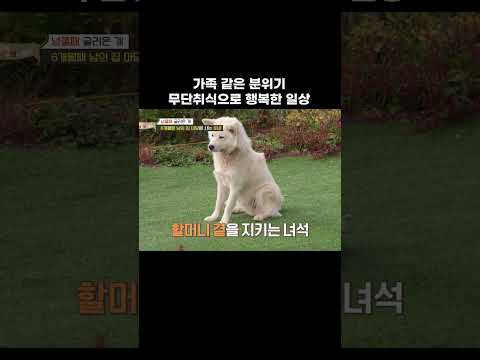 반려견 되지 못한 하숙견 사연 #shorts