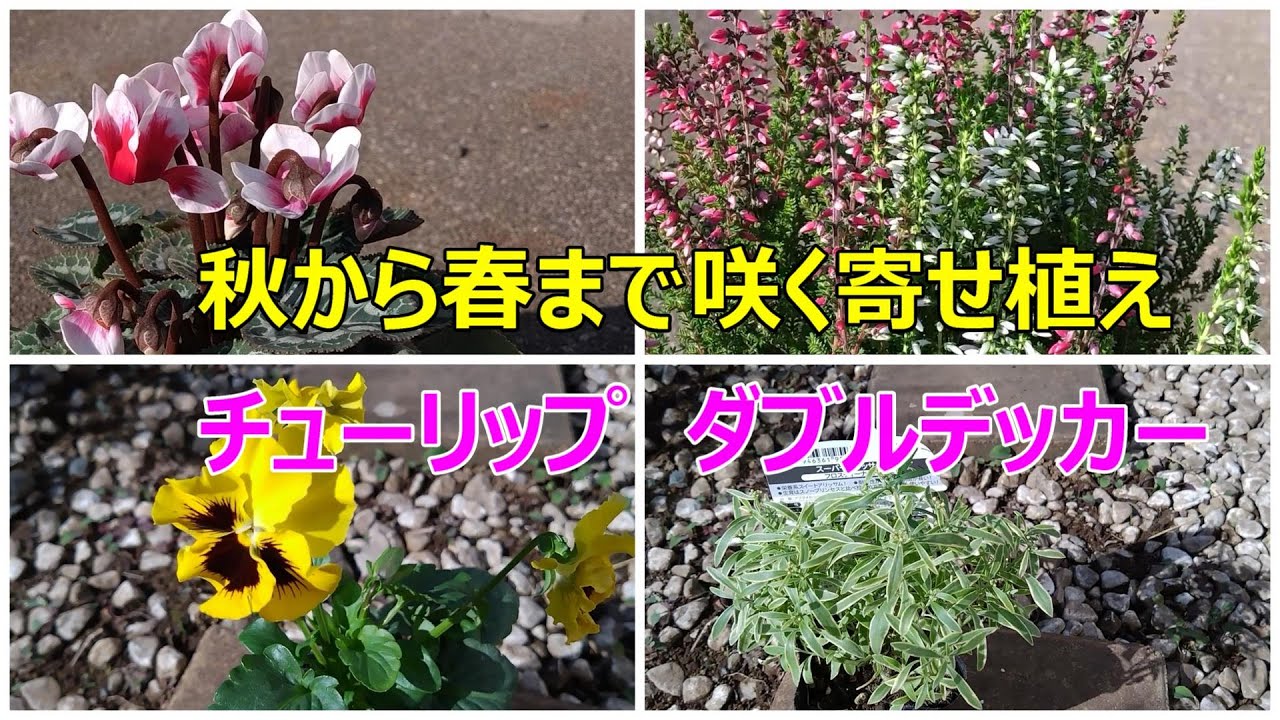 ガーデニング。秋から春まで咲く寄せ植え①。ダブルデッカー