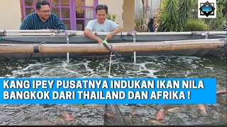 Penjelasan Detail Mengenai Bibit Ikan Nila Bangkok | Isinya Daging Semua !