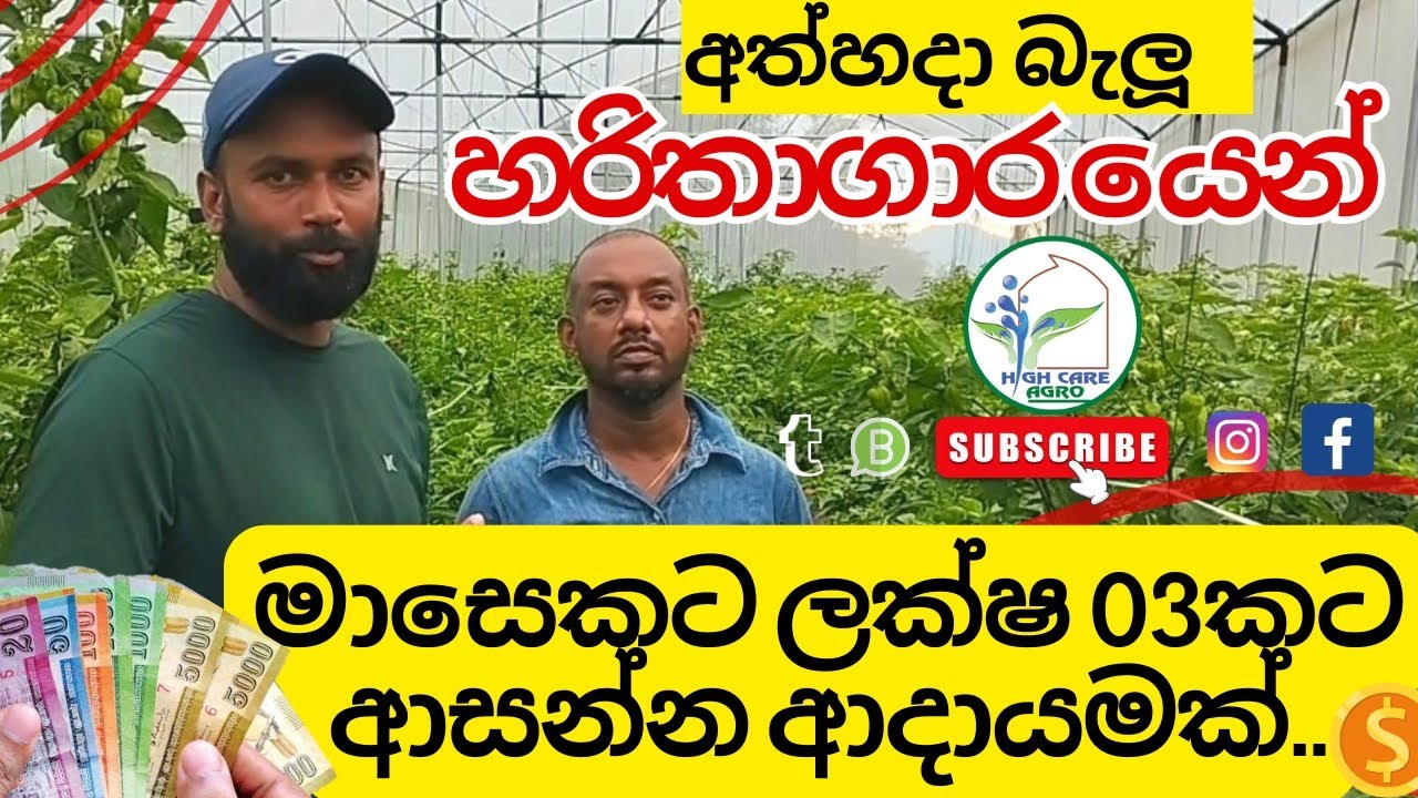 හරිතාගාර වගාව හරියට කලොත් වරදින්නේ නෑ! Polytunnel Srilanka