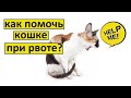 Рвота у кошки что делать | 3 совета