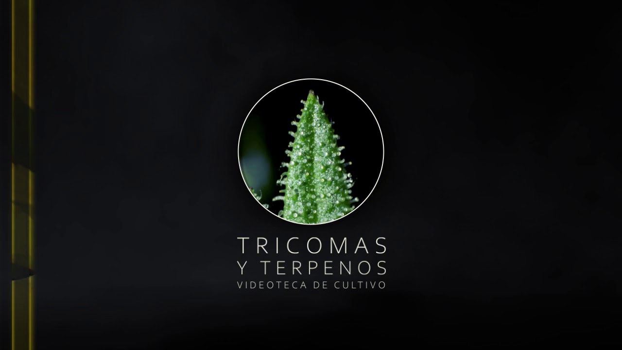 Cultivando Jack la Mota