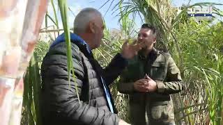 معلومات مهمة حول زراعة قصب السكر في لبنان
