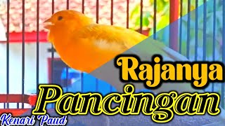 PANCINGAN PERANGSANG BUNYI KENARI STRES MACET AGAR GACOR LAGI