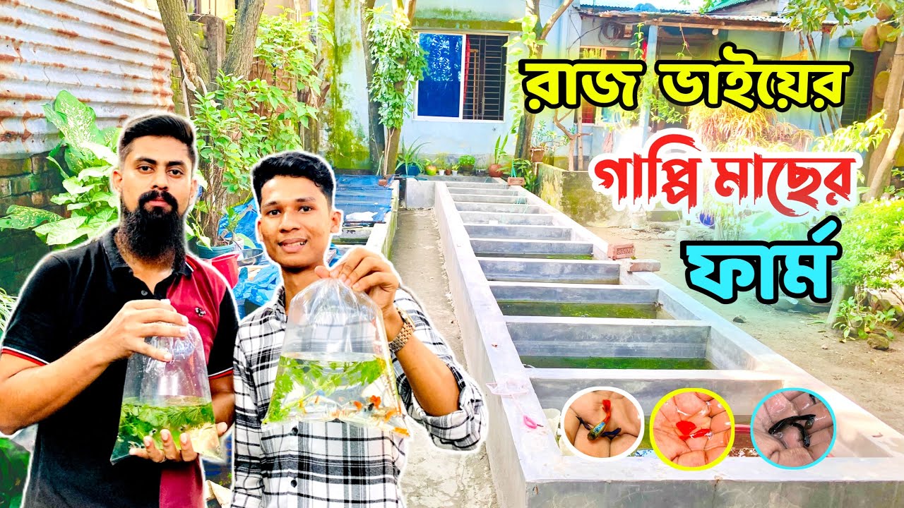 ঢাকা আজিমপুরে রাজ ভাইয়ের গাপ্পি মাছের খামার ||