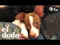 Los mejores momentos de adopción que hayas visto | El Dodo