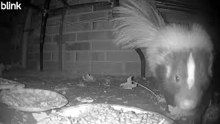 Skunk Squabbles 