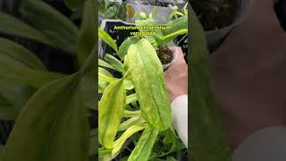 Anthurium Vittarifolium ❤️ #kiengla #anthurium #vittavar #anthuriumvittavar #plants #indoorplants