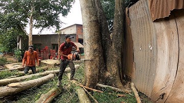 Hạ gốc cây khủng bằng máy cưa stilh ms 660 cho chị gái khó tính ở lộc Thái.