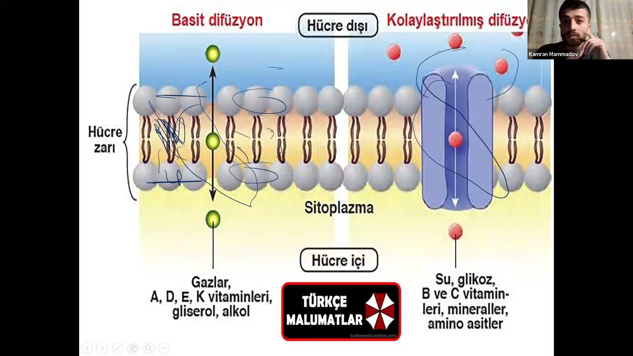 Express dərslər - Fiziologiya (1.1)