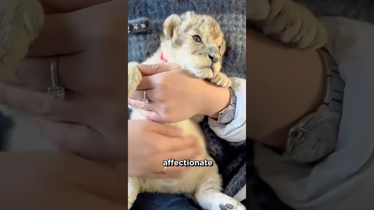 A girl's journey with her lion cub #shorts #animals #love
