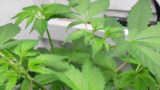 At Home DIY Marijuana Grow Journal 12: To Top or not to Top Week 10