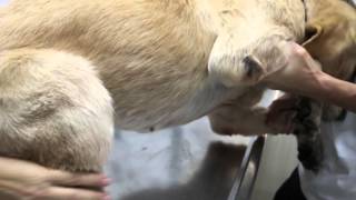 A 3-year-old Golden Retriever has a bleeding tail tip