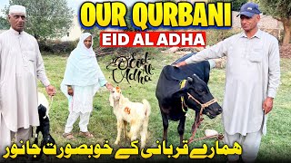 Our Qurbani 2025 😍 Humare Qurbani Kay Janwar || Humare Ami Abu