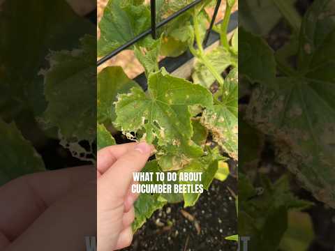 Cukes Insect Injury How To Protect Cucumbers From Insects