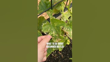 A Sad Day In The Garden Dealing With Cucumber Beetles 🪲 🥒 #gardening #gardenpests #garden #pests
