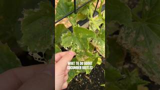 A Sad Day In The Garden Dealing With Cucumber Beetles 🪲 🥒 #gardening #gardenpests #garden #pests