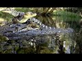 Cameras Capture the Birth of 15 Alligators