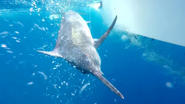 Season 3 Episode 3 | Panama Black Marlin | 303