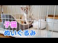生後60日 ぬいぐるみを与えたらなんと･･･変なポーズ！ 保護猫 子猫 成長記録 と初老夫婦の日常