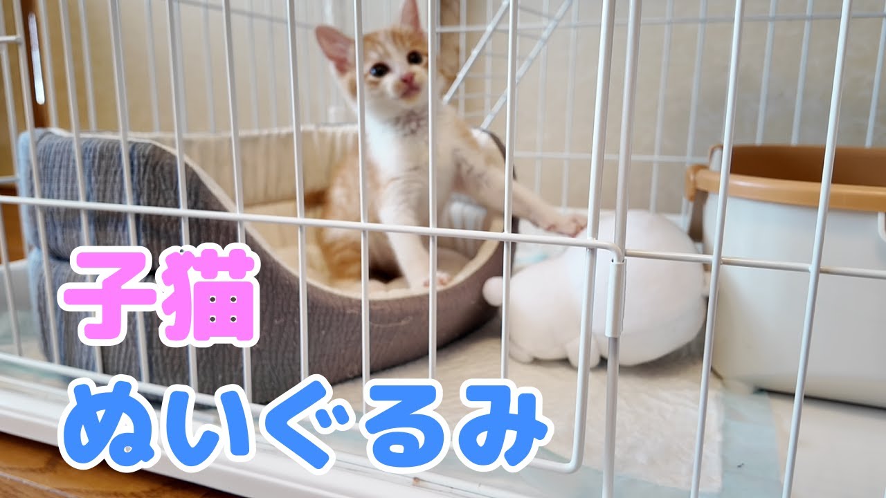 生後60日 ぬいぐるみを与えたらなんと･･･変なポーズ！ 保護猫 子猫 成長記録 と初老夫婦の日常