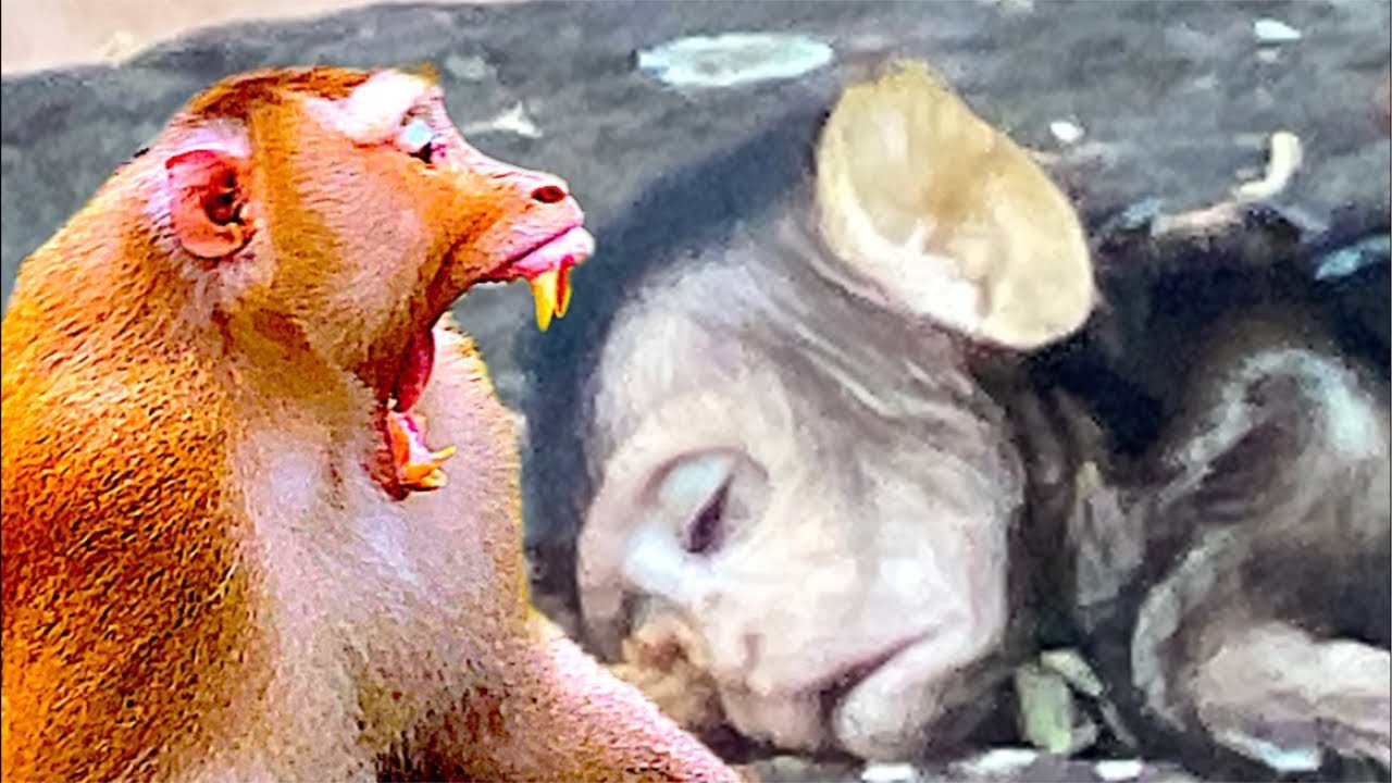 Who did this on baby monkey Saket?