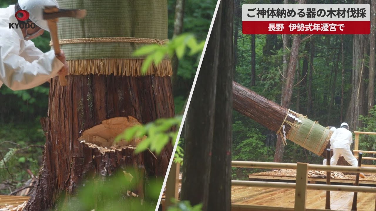 速報】ご神体納める器の木材伐採 長野、伊勢式年遷宮で - YouTube