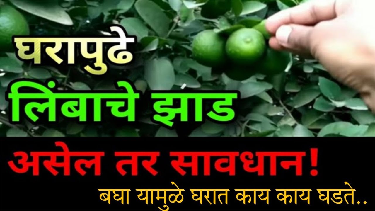 Vastu Shastra in Marathi लिंबाचे झाड घरासमोर असणे शुभ कि अशुभ Lemon
