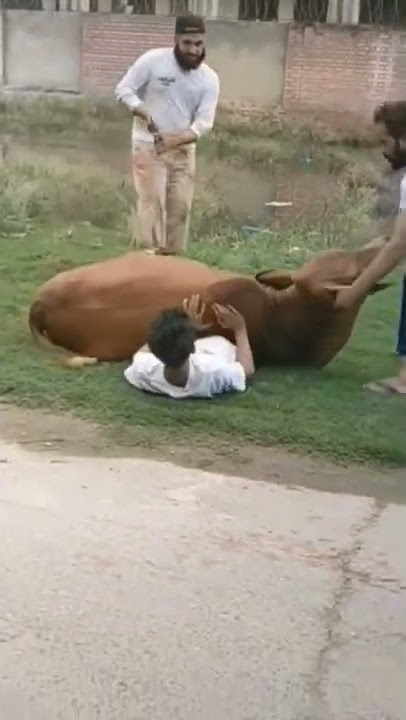Lucu Banget Sapi Kepleset Sebelum disembelih Qurban