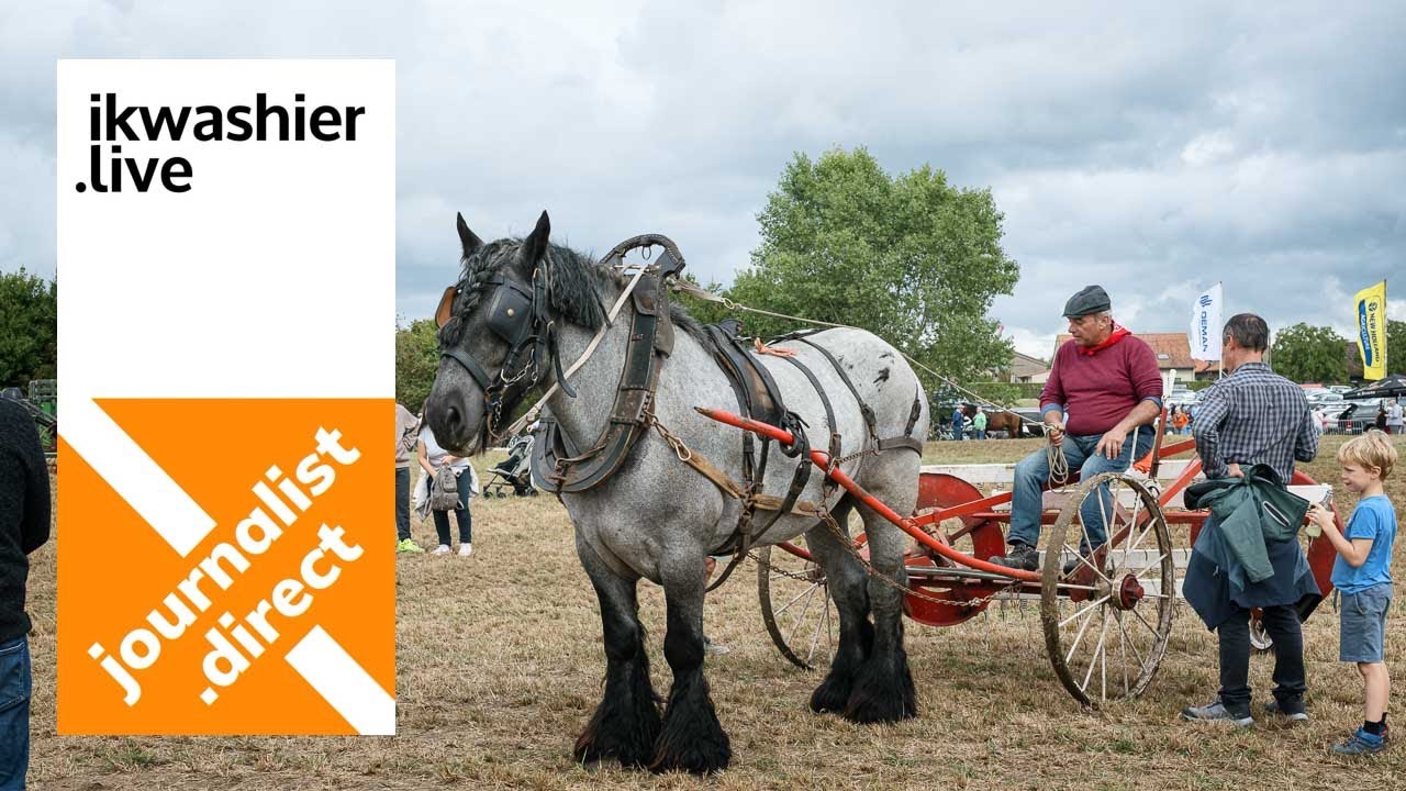 Menners trekpaarden vertellen wat “eeuwige paardenkracht” is… over tradities, erfgoed en veel liefde