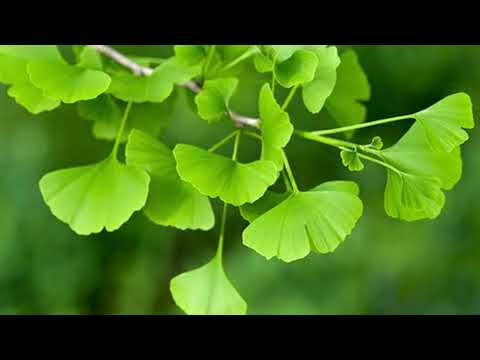 Ce este GINKO BILOBA? Beneficii si Contraindicatii