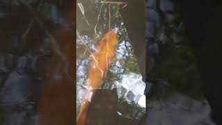 Red Colour fishing video#shorts