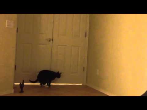 Cat Banging On Door Youtube